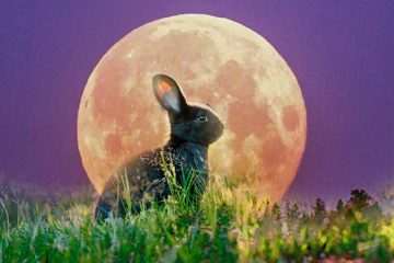 leyenda del conejo y la luna